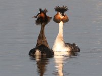 Die hofmakery6 : frieda